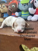 William, a male Miniature Dachshund for sale in Brookhaven, MS – 5 of 7
