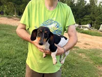 Minnie Pearl, a female Miniature Dachshund for sale in Brookhaven, MS – 4 of 4
