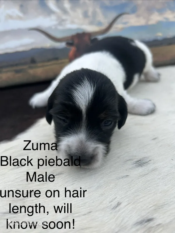 Zuma – Miniature Dachshund puppy for sale in Brookhaven, MS