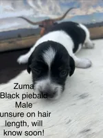 Zuma, a male Miniature Dachshund for sale in Brookhaven, MS – 1 of 2