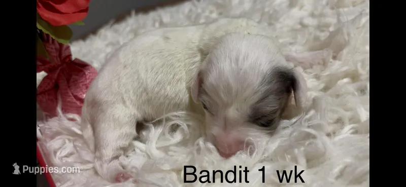 Bandit