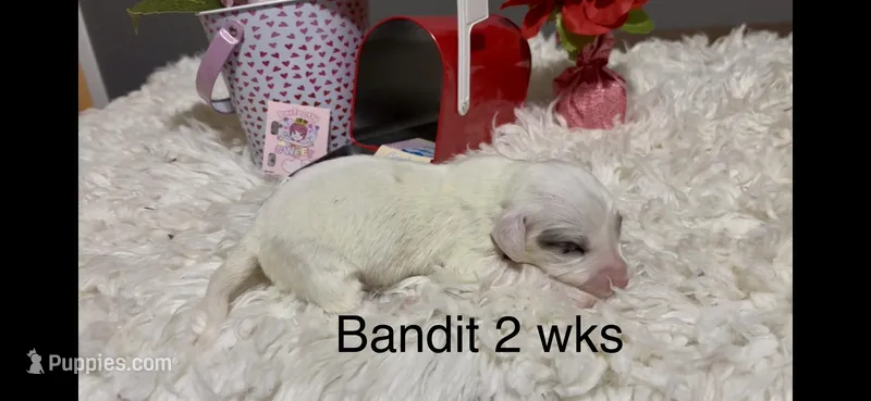 Bandit