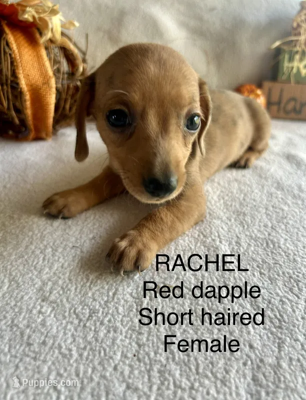 Rachel  – Miniature Dachshund puppy for sale in Brookhaven, MS