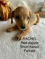Rachel , a female Miniature Dachshund for sale in Brookhaven, MS – 2 of 7