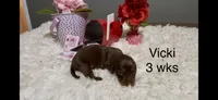 Vicki, a female Miniature Dachshund for sale in Brookhaven, MS – Photo 2 of 3
