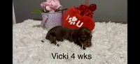 Vicki, a female Miniature Dachshund for sale in Brookhaven, MS – Photo 1 of 3
