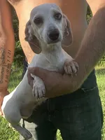 Gracie, a female Miniature Dachshund for sale in Brookhaven, MS – Photo 3 of 3