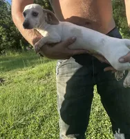 Gracie, a female Miniature Dachshund for sale in Brookhaven, MS – Photo 1 of 3