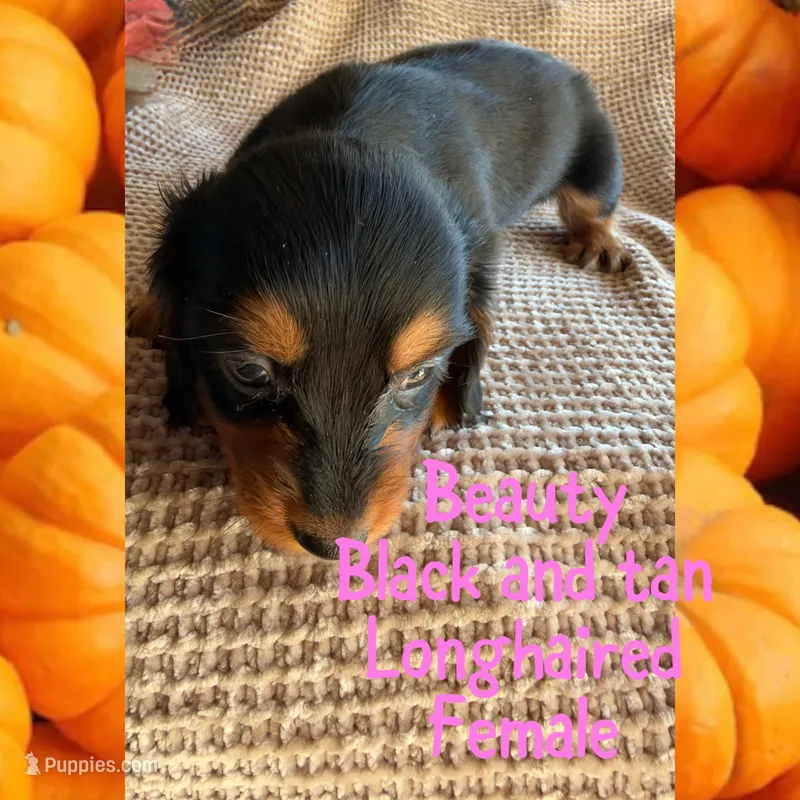 Beauty – Miniature Dachshund puppy for sale in Brookhaven, MS