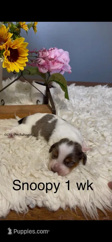 Snoopy – Miniature Dachshund puppy for sale in Brookhaven, MS