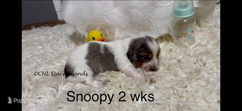 Snoopy – Miniature Dachshund puppy for sale in Brookhaven, MS