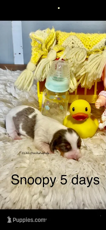 Snoopy – Miniature Dachshund puppy for sale in Brookhaven, MS