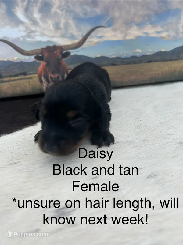 Daisy – Miniature Dachshund puppy for sale in Brookhaven, MS