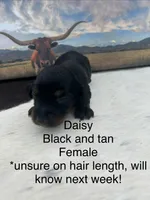Daisy, a female Miniature Dachshund for sale in Brookhaven, MS – 1 of 1