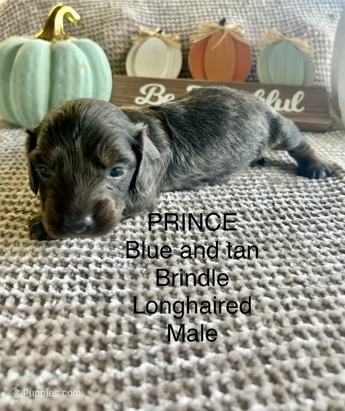 Prince – Miniature Dachshund puppy for sale in Brookhaven, MS