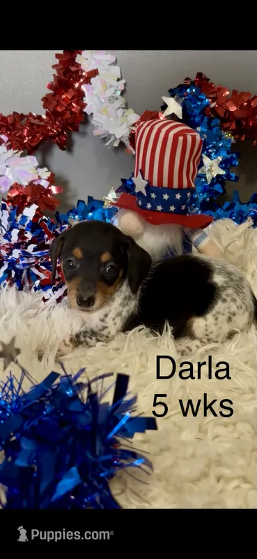 Darla – Miniature Dachshund puppy for sale in Brookhaven, MS
