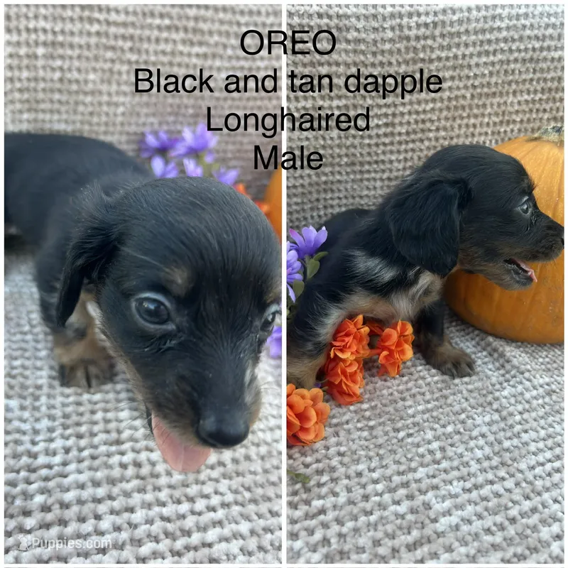 Oreo – Miniature Dachshund puppy for sale in Brookhaven, MS