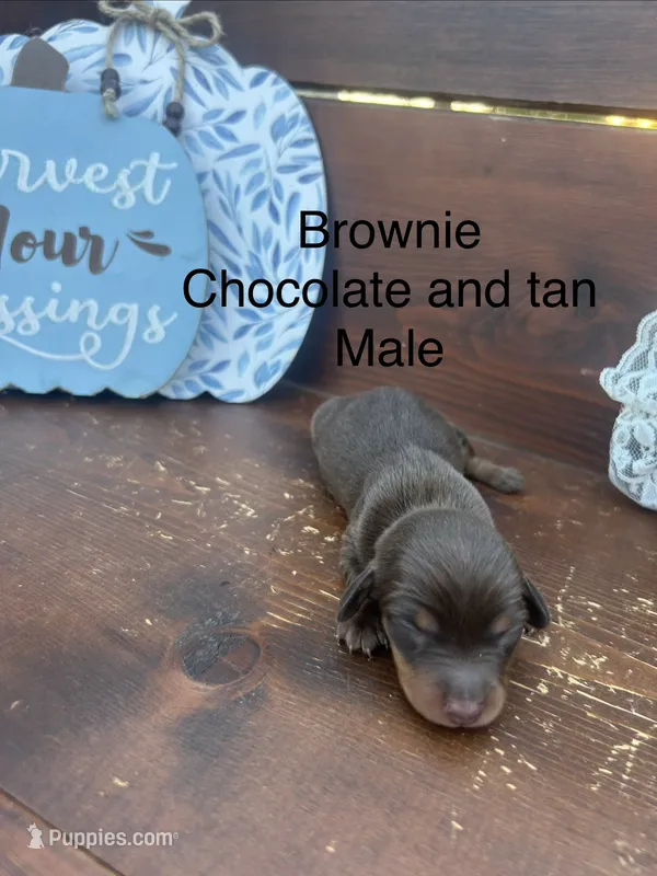 Brownie – Miniature Dachshund puppy on hold in Brookhaven, MS