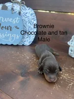Brownie, a male Miniature Dachshund for sale in Brookhaven, MS – 1 of 1