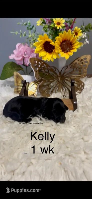 Kelly – Miniature Dachshund puppy for sale in Brookhaven, MS