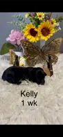 Kelly, a female Miniature Dachshund for sale in Brookhaven, MS – 1 of 1