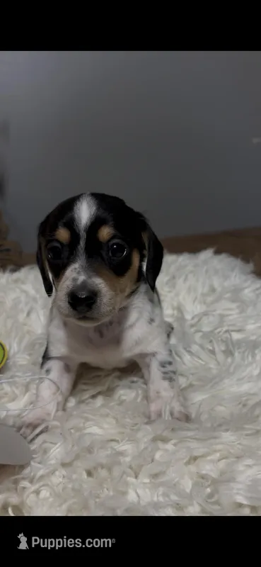 Gidget – Miniature Dachshund puppy for sale in Brookhaven, MS