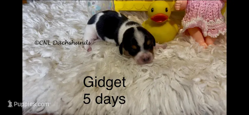 Gidget – Miniature Dachshund puppy for sale in Brookhaven, MS