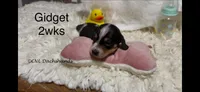 Gidget, a female Miniature Dachshund for sale in Brookhaven, MS – 3 of 5