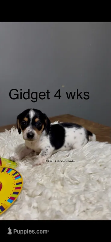 Gidget – Miniature Dachshund puppy for sale in Brookhaven, MS