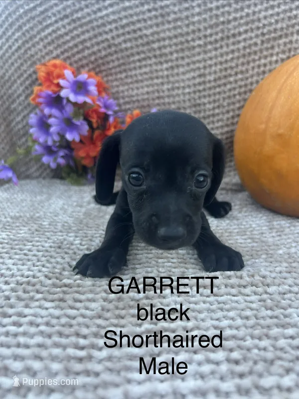Garret – Miniature Dachshund puppy for sale in Brookhaven, MS