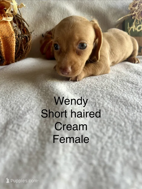 Wendy – Miniature Dachshund puppy for sale in Brookhaven, MS