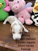 Wilma, a female Miniature Dachshund for sale in Brookhaven, MS – 3 of 6
