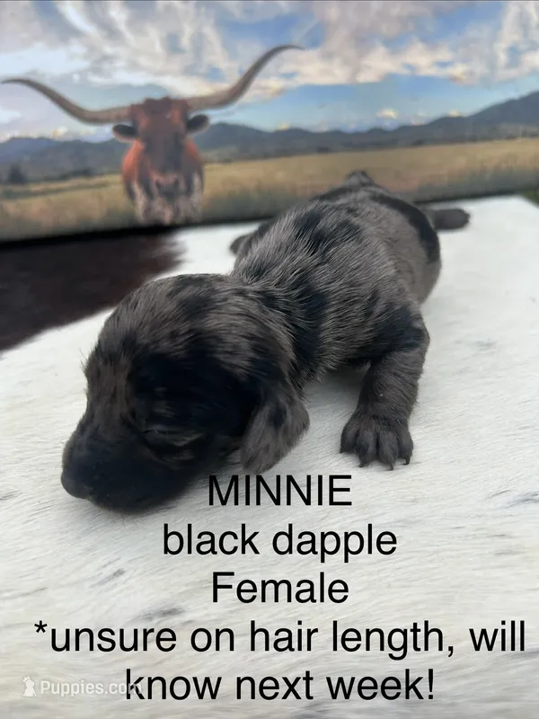 Minnie – Miniature Dachshund puppy on hold in Brookhaven, MS