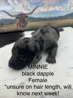 Minnie, a female Miniature Dachshund for sale in Brookhaven, MS – 1 of 1