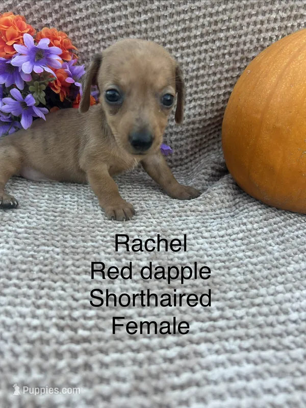 Rachel  – Miniature Dachshund puppy for sale in Brookhaven, MS
