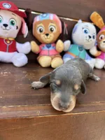 Bella, a female Miniature Dachshund for sale in Brookhaven, MS – 3 of 4