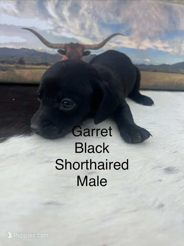 Garret – Miniature Dachshund puppy for sale in Brookhaven, MS