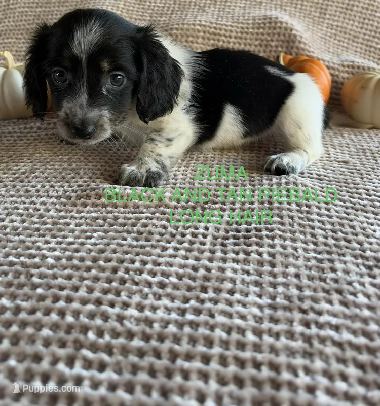 Zuma – Miniature Dachshund puppy for sale in Brookhaven, MS