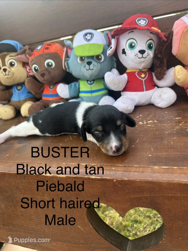 Buster – Miniature Dachshund puppy for sale in Brookhaven, MS