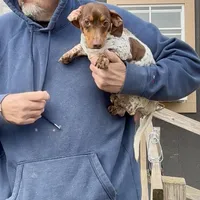 Cricket, a female Miniature Dachshund for sale in Brookhaven, MS – Photo 1 of 4
