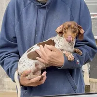 Cricket, a female Miniature Dachshund for sale in Brookhaven, MS – Photo 3 of 4