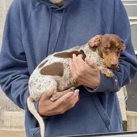 Cricket, a female Miniature Dachshund for sale in Brookhaven, MS – Photo 4 of 4
