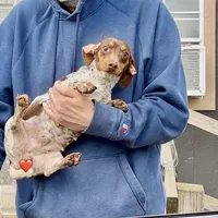 Cricket, a female Miniature Dachshund for sale in Brookhaven, MS – Photo 2 of 4
