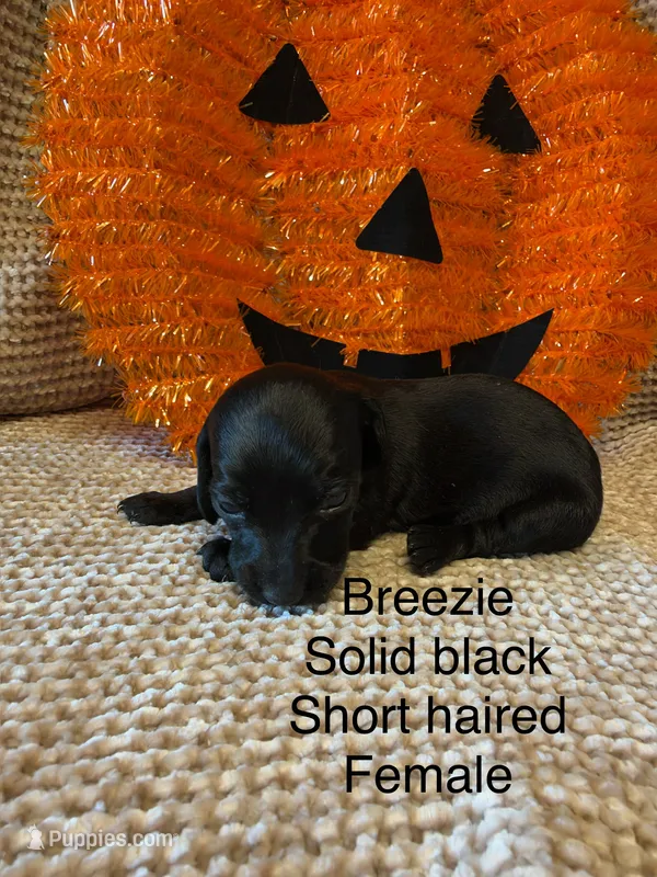 Breezie – Miniature Dachshund puppy for sale in Brookhaven, MS