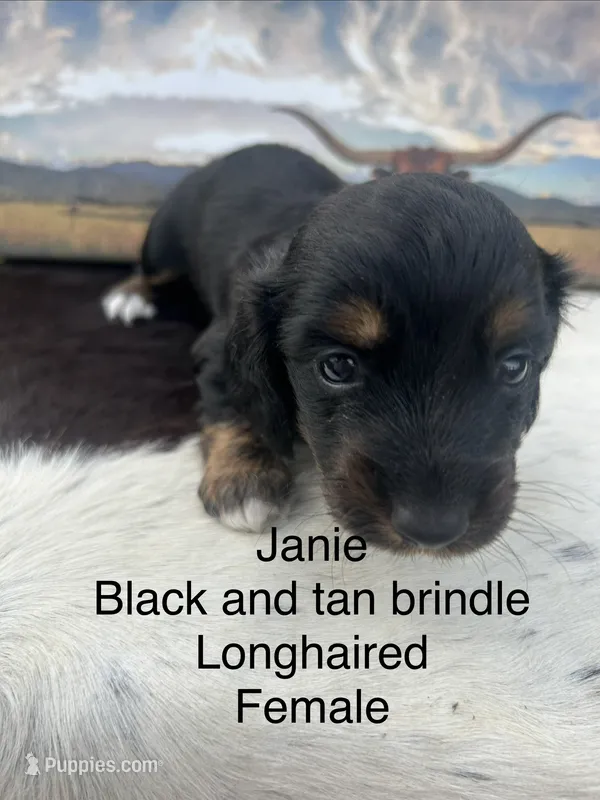 Janie – Miniature Dachshund puppy for sale in Brookhaven, MS