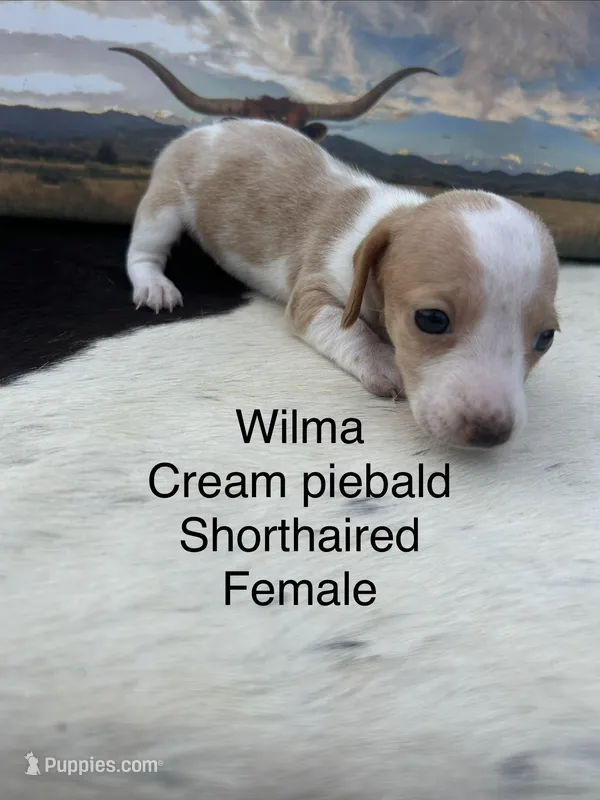 Wilma – Miniature Dachshund puppy for sale in Brookhaven, MS