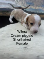 Wilma, a female Miniature Dachshund for sale in Brookhaven, MS – 2 of 6