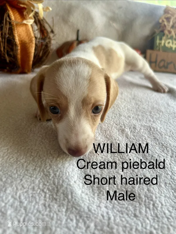 William – Miniature Dachshund puppy for sale in Brookhaven, MS