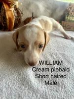 William, a male Miniature Dachshund for sale in Brookhaven, MS – 2 of 7