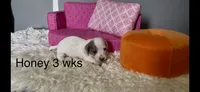 Honey, a female Miniature Dachshund for sale in Brookhaven, MS – 3 of 3
